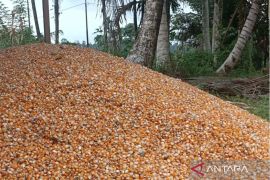 Produksi Jagung Triwulan I di Kabupaten Pasaman capai 29.249 ton