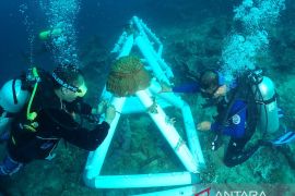 Lanal Gorontalo melakukan transplantasi terumbu karang