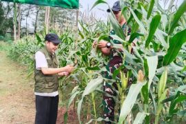 Pemkot Tangerang apresiasi TNI panen jagung di lahan tidur dua hektare