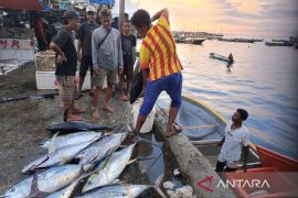 Hasil tangkapan ikan nelayan Kota Jayapura tahun 2024 mencapai 45.085 ton