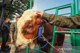 DKPP Kota Bandung menerjunkan 90 petugas periksa kesehatan hewan kurban