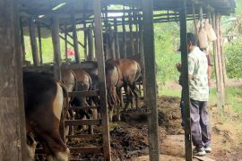 Batola "sasaran" pencari hewan kurban di Kalsel