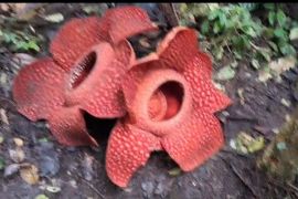 Unik, dua bunga rafflesia mekar secara berdempet di Agam