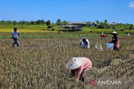 Melangkah untuk mewujudkan kedaulatan pangan di Natuna