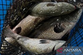 BKHIT Maluku memaksimalkan aplikasi Best Trust fasilitasi ekspor