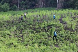 Indonesian military destroys 3-ha marijuana field in Aceh