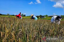 DKI jalin "contract farming" 8.000 hektare sawah guna amankan pasokan beras