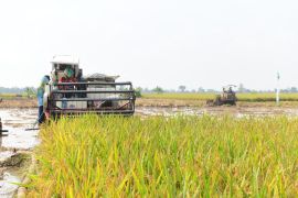Pemkab Indramayu mengoptimalkan teknologi pertanian percepat panen padi