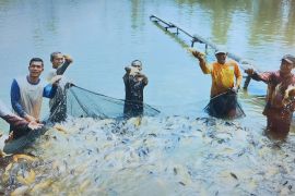 Produksi Ikan Tawar Triwulan I 2025 di Kabupaten Pasaman capai 14.264 ton