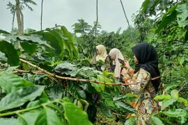 Pemkab Probolinggo bentuk MPIG Kopi Arabika untuk perlindungan IG