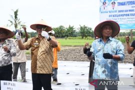 Pemkab Deli Serdang beri perhatian  khusus pada produksi cabai