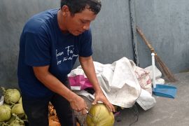 Masuk musim kemarau, omzet pedagang kelapa muda di Rangkasbitung naik