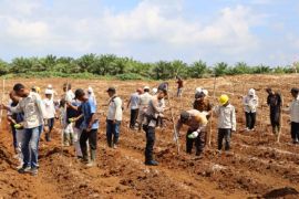 Tanam Jagung perkuat akar ketahanan pangan di Halmahera Selatan