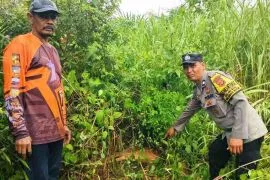 Polres: Sapi kepala desa di Aceh Timur dimangsa harimau