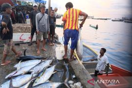 Pemkot Jayapura: Ikan tuna, tongkol dan cakalang menjadi produk unggulan