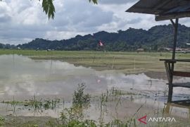 50 hektare lahan padi di Lempake terancam gagal panen usai dilanda banjir