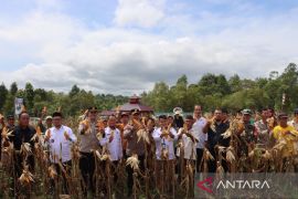 Polisi Bangka Barat-warga Airlimau panen jagung ketahanan pangan