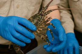 Karantina Kalsel sertifikasi 639 lobster kirim ke Jakarta