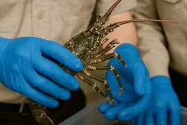 Quarantine certifies Kotabaru's 639 lobsters to dispatch to Jakarta