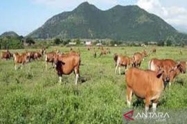 Distanak Sultra catat stok hewan kurban capai 10 ribu ekor jelang Idul Adha
