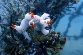 PT Timah tenggelamkan 7.680 terumbu karang buatan