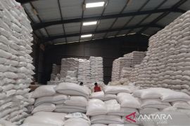  Pemerintah kaji surplus beras bisa membantu misi kemanusiaan
