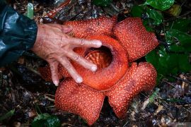 Bunga Rafflesia Zollingeriana di Banyuwangi