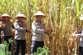 Polres Pasaman Barat manfaatkan lahan tidur jadi lahan produksi jagung