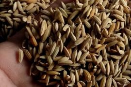 Benih padi lokal, warisan biodiversity Jambi yang harus dijaga