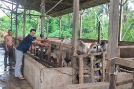Semarak Idul Adha di Pasaman, permintaan hewan meningkat