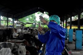 Pemkab Bekasi terjunkan 36 petugas periksa kesehatan hewan kurban jelang Idul Adha