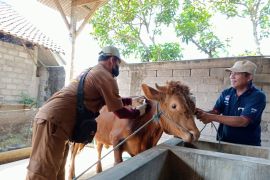 DPKH Tulungagung pastikan 80 persen ternak sudah divaksin PMK