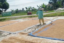 Serapan gabah tembus 2,1 juta ton setara beras