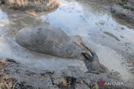 Mukomuko minta warga segera laporkan jika ternak sakit ngorok