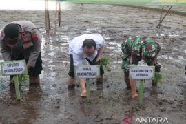 Bangka Tengah perkuat lumbung pangan desa