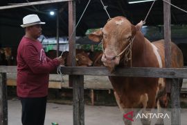 Sapi kurban warga Pontianak dibeli Presiden