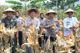 Polres Kudus panen jagung  di lahan Perhutani