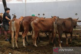 Jelang Idul Adha, DKPP Kota Surabaya perketat lalu lintas hewan kurban