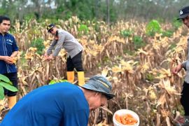 Polres OKU panen 2,5 ton jagung di lahan binaan Desa Karya Mukti