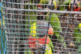 Karantina NTB gagalkan penyelundupan 81 ekor burung tujuan Surabaya