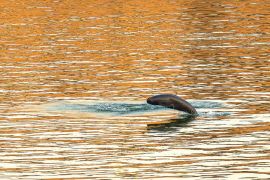 Puisi kuno China membantu pelacakan hewan air di Sungai Yangtze