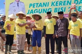 Pemda Mubar gelar penanaman jagung kuning 1.500 hektare