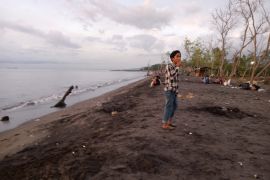 Sebanyak 240 relawan Destana dilibatkan rawat pohon di pesisir Mataram