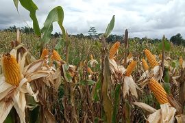 Kabupaten Bengkayang perkuat sektor pertanian dan hilirisasi produk pertanian