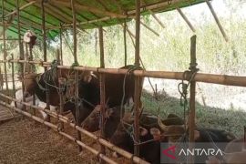 Banjarmasin mayoritas datangkan hewan kurban dari luar Kalimantan
