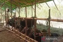 Banjarmasin mayoritas datangkan hewan kurban dari luar Kalimantan