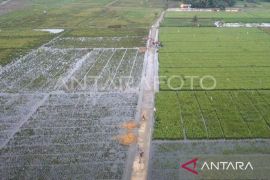 Kementan siapkan mitigasi sawah rawan banjir di Samarinda