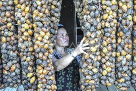 Harga pinang turun di Jambi