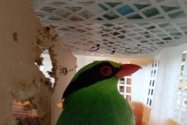 Karantina Lampung gagalkan penyelundupan 668 burung tak berdokumen di Pelabuhan Bakauheni