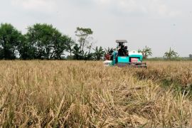 Bulog Karawang serap 75.884 ton gabah langsung ke petani sejak Februari